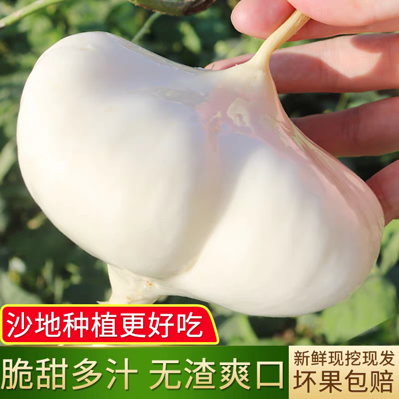 《湖北豆薯》个头饱满/产地直发/全国供应批发