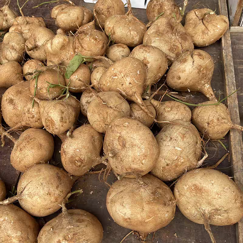 《湖北豆薯》个头饱满/产地直发/全国供应批发