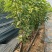 两年1-5辉煌大樱桃树苗，黄果大樱桃新品种