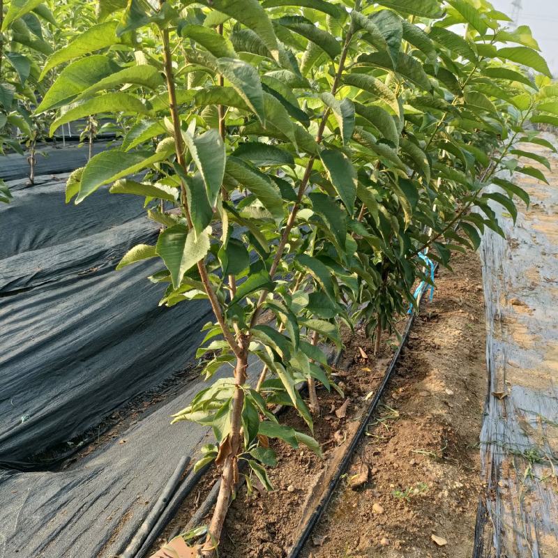 两年1-5辉煌大樱桃树苗，黄果大樱桃新品种