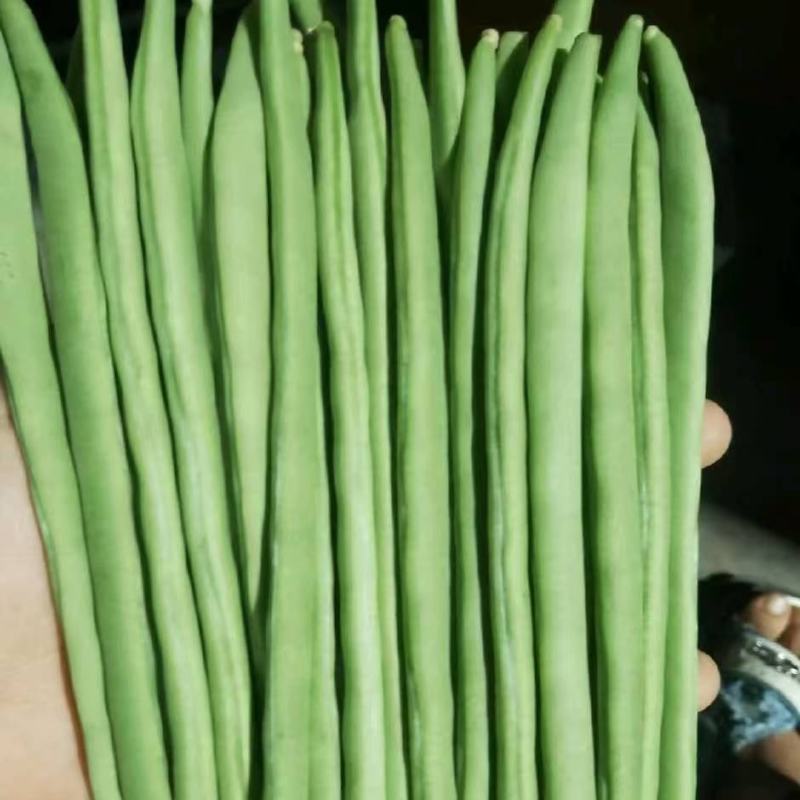 云南精品小金豆