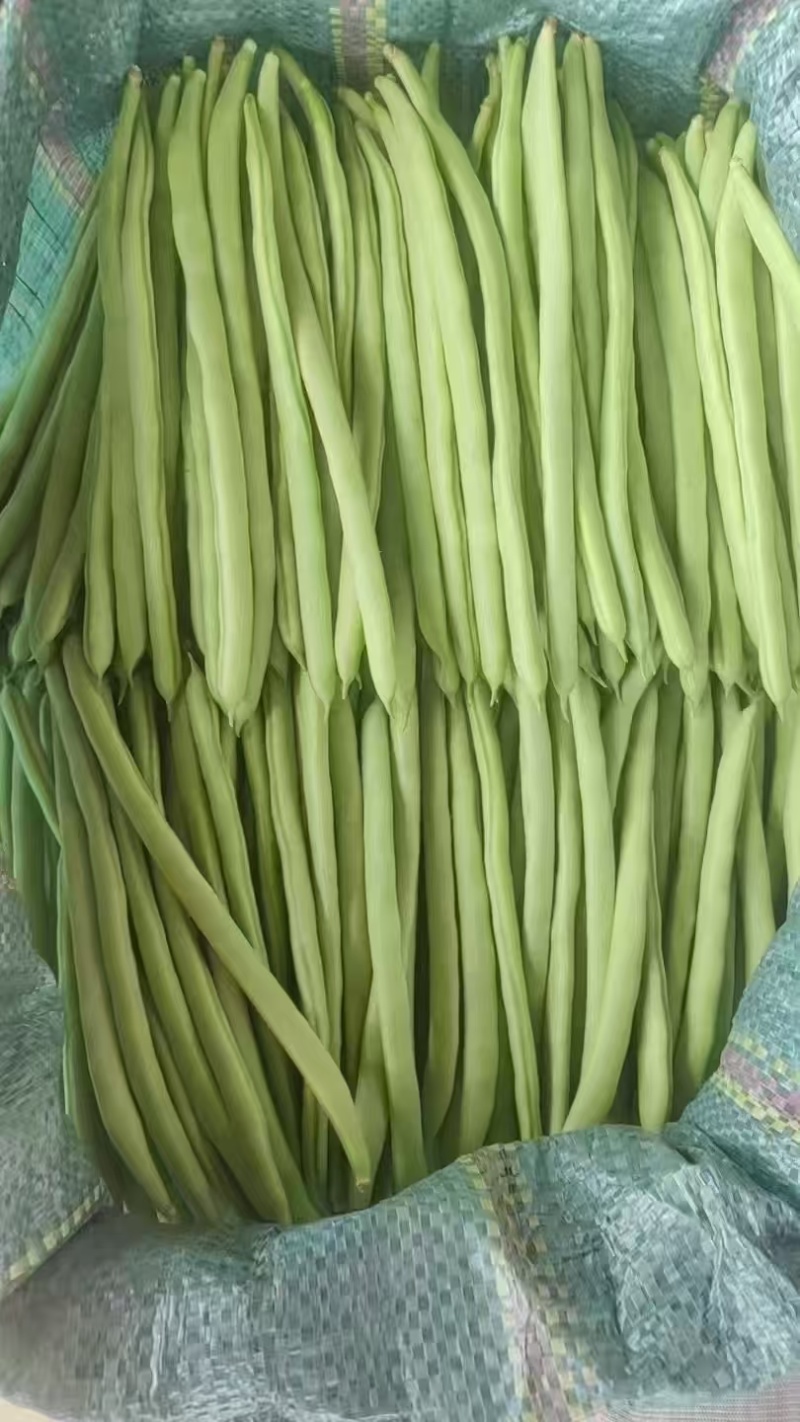 云南精品小金豆