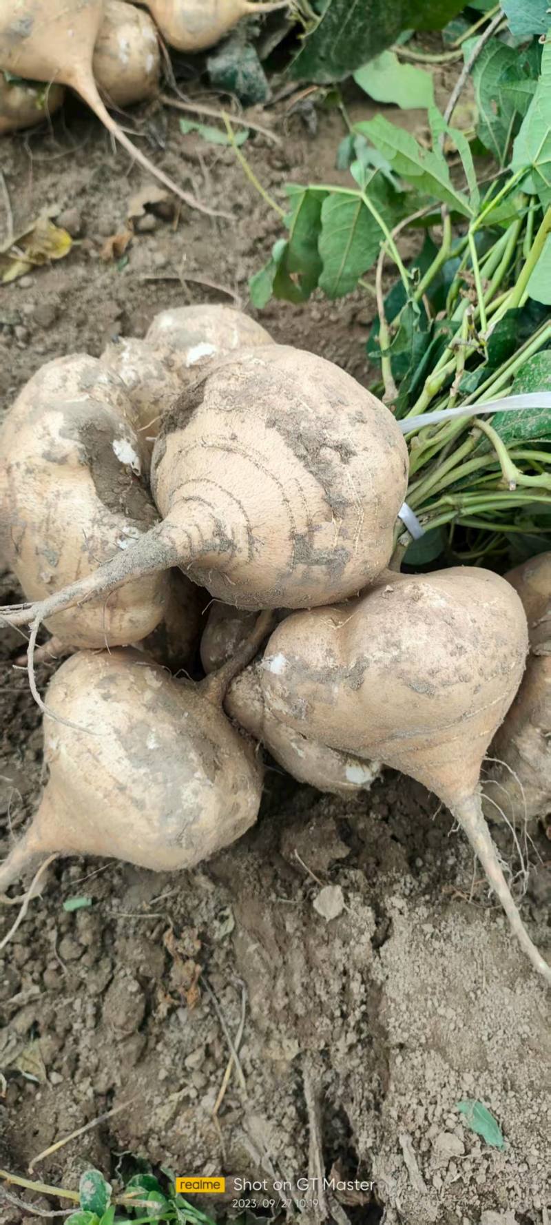 豆薯/凉薯、对接电商/加工厂/商超/万亩基地/全国批发
