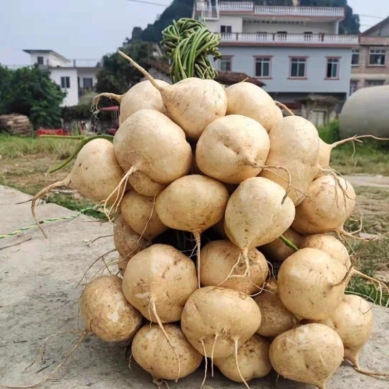 豆薯/凉薯、对接电商/加工厂/商超/万亩基地/全国批发
