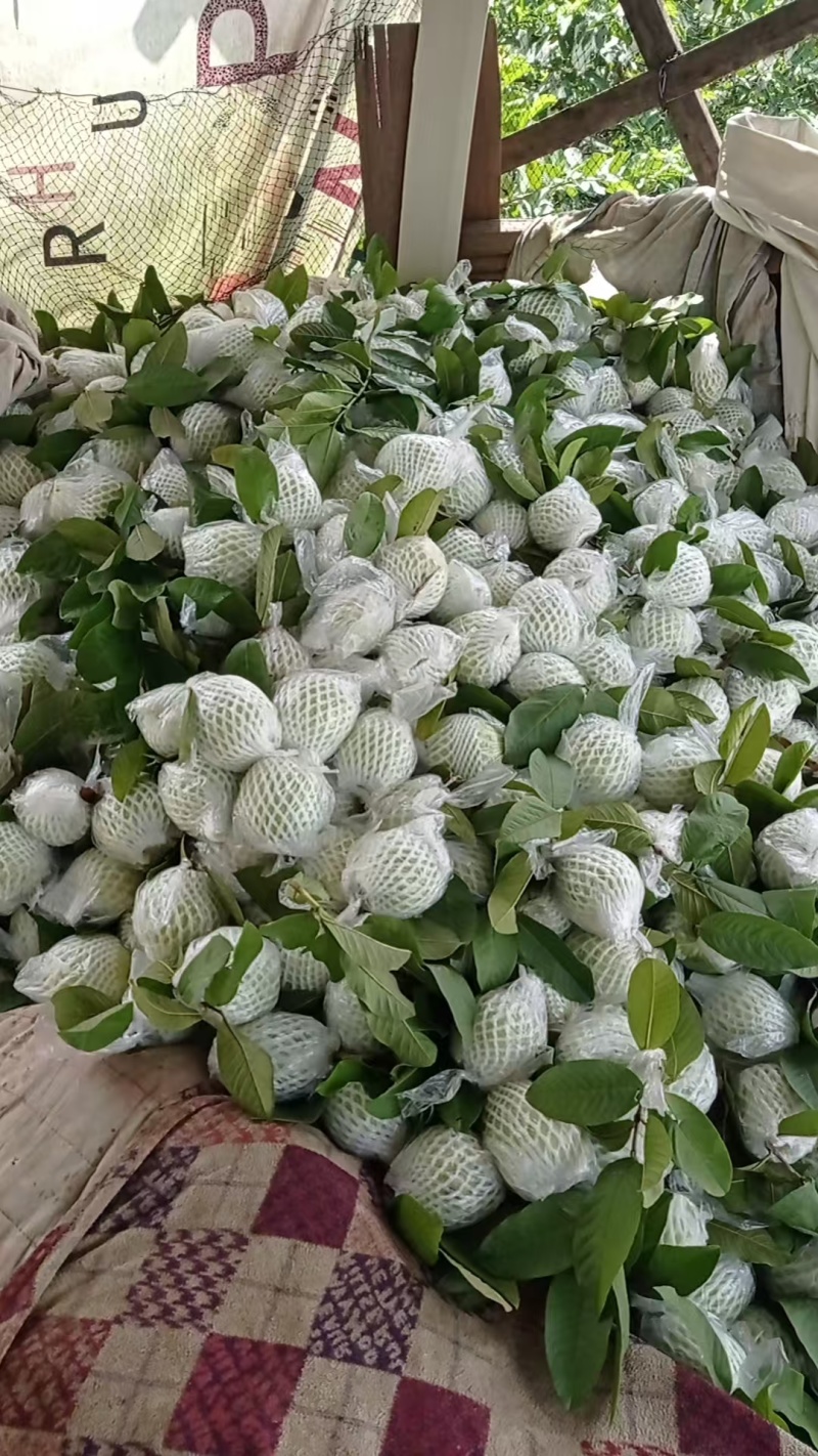 广州南沙珍珠番石榴白心