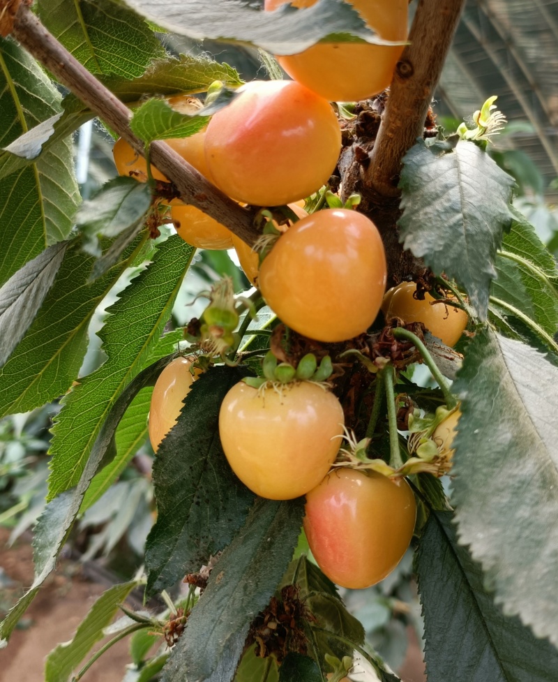 两年1-5辉煌大樱桃树苗，黄果大樱桃新品种