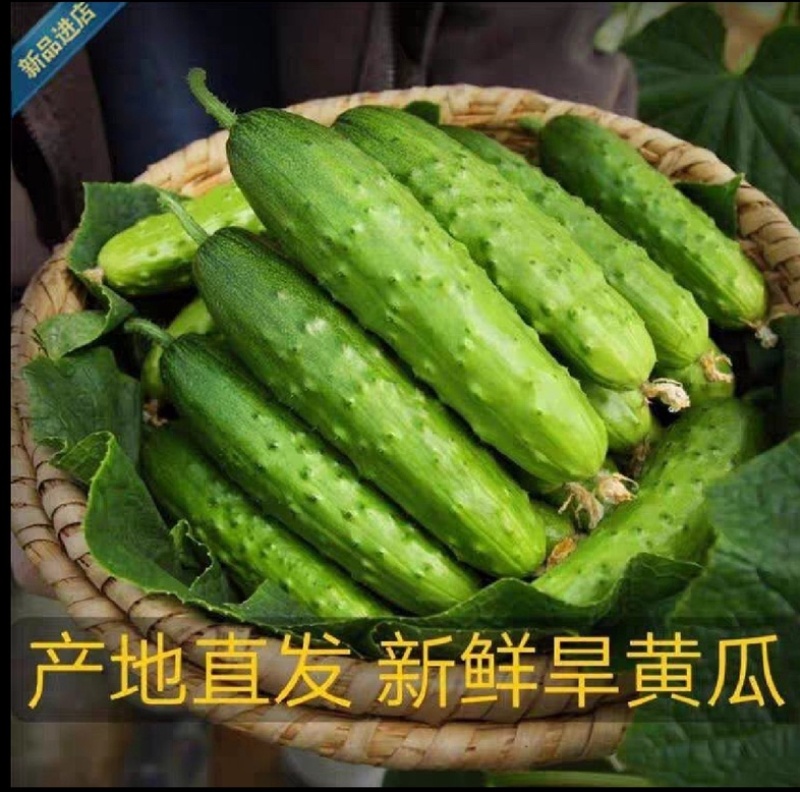 【精选】湖北水果黄瓜黄瓜旱黄瓜刺黄瓜白黄瓜