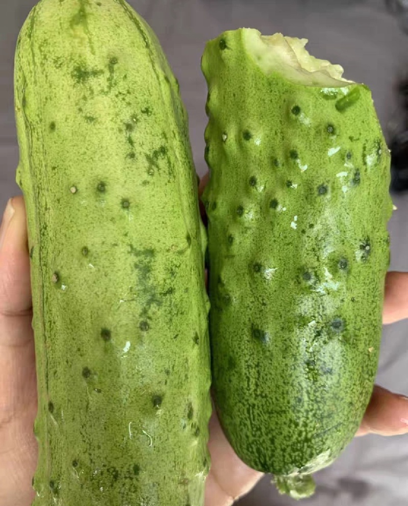 【精选】湖北水果黄瓜黄瓜旱黄瓜刺黄瓜白黄瓜