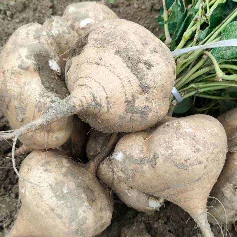 豆薯/凉薯、对接电商/加工厂/商超/万亩基地/全国批发
