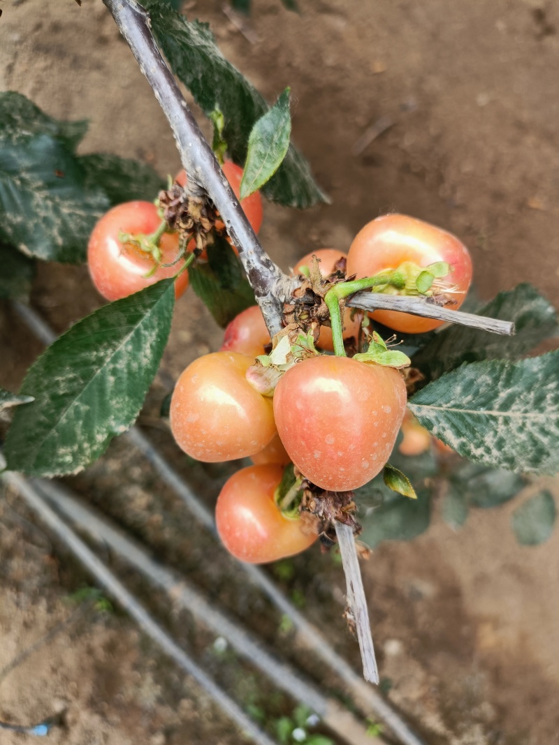两年1-5辉煌大樱桃树苗，黄果大樱桃新品种