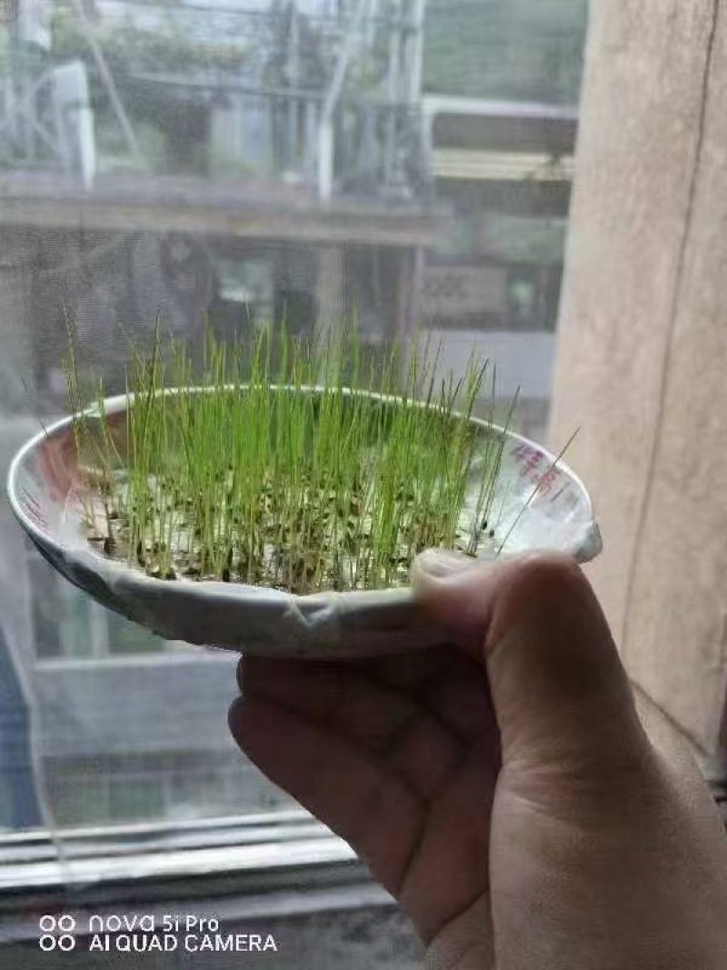 早熟禾草坪种子耐寒耐旱庭院绿化低矮耐踏优美优异品种草籽草