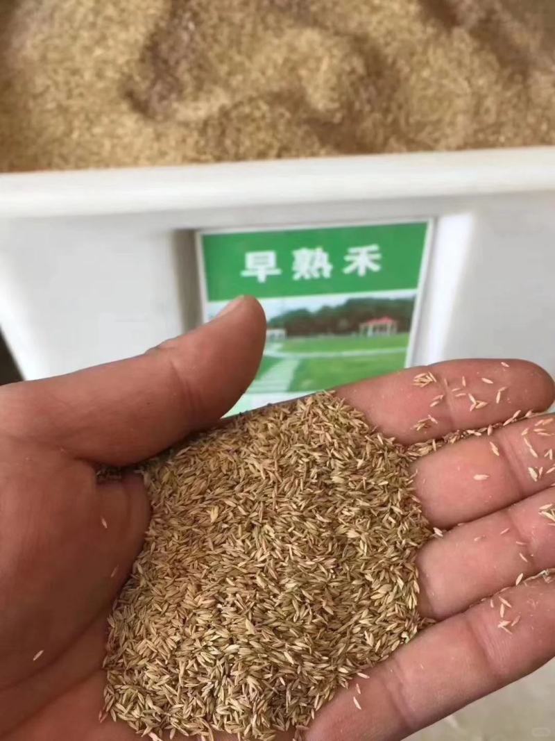 早熟禾草坪种子耐寒耐旱庭院绿化低矮耐踏优美优异品种草籽草