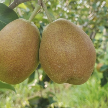 玉露香梨