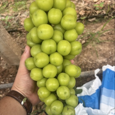 阳光玫瑰