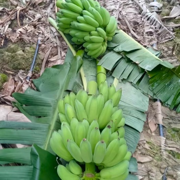 云南金粉芭蕉