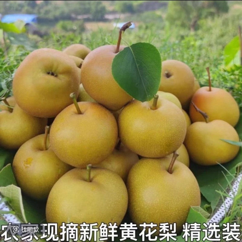 湖北百里洲黄花梨中国砂梨之乡基地直供