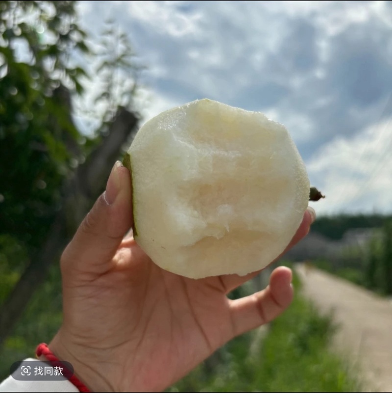 湖北百里洲黄花梨中国砂梨之乡基地直供