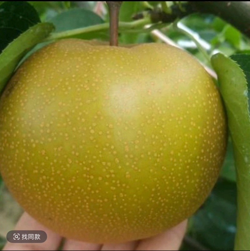 湖北百里洲黄花梨中国砂梨之乡基地直供