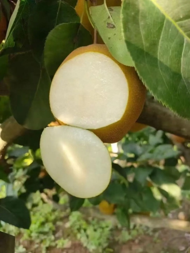 湖北百里洲黄花梨中国砂梨之乡基地直供