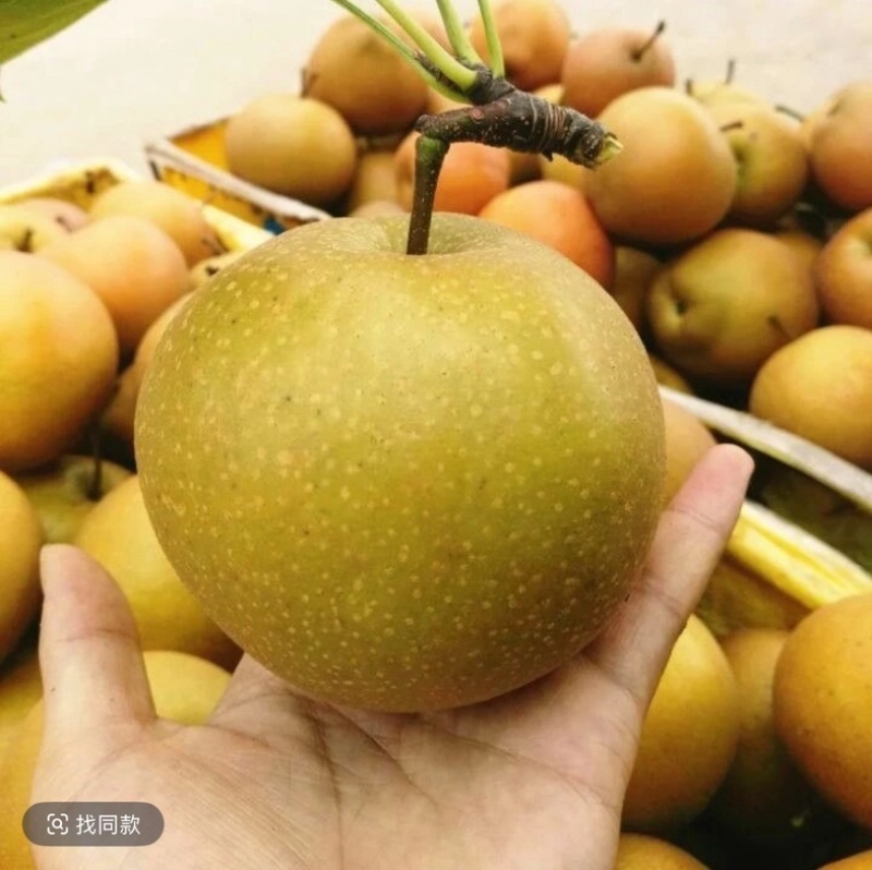湖北百里洲黄花梨中国砂梨之乡基地直供