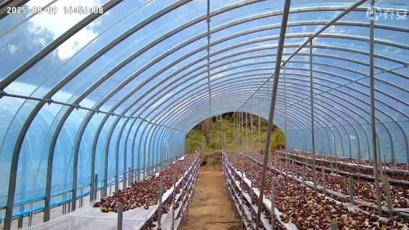 仿野生白肉林芝