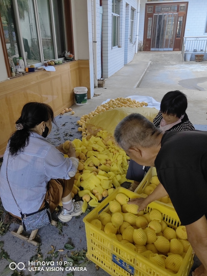 陕西省咸阳市乾县纸袋锦绣黄桃大量上市热买中