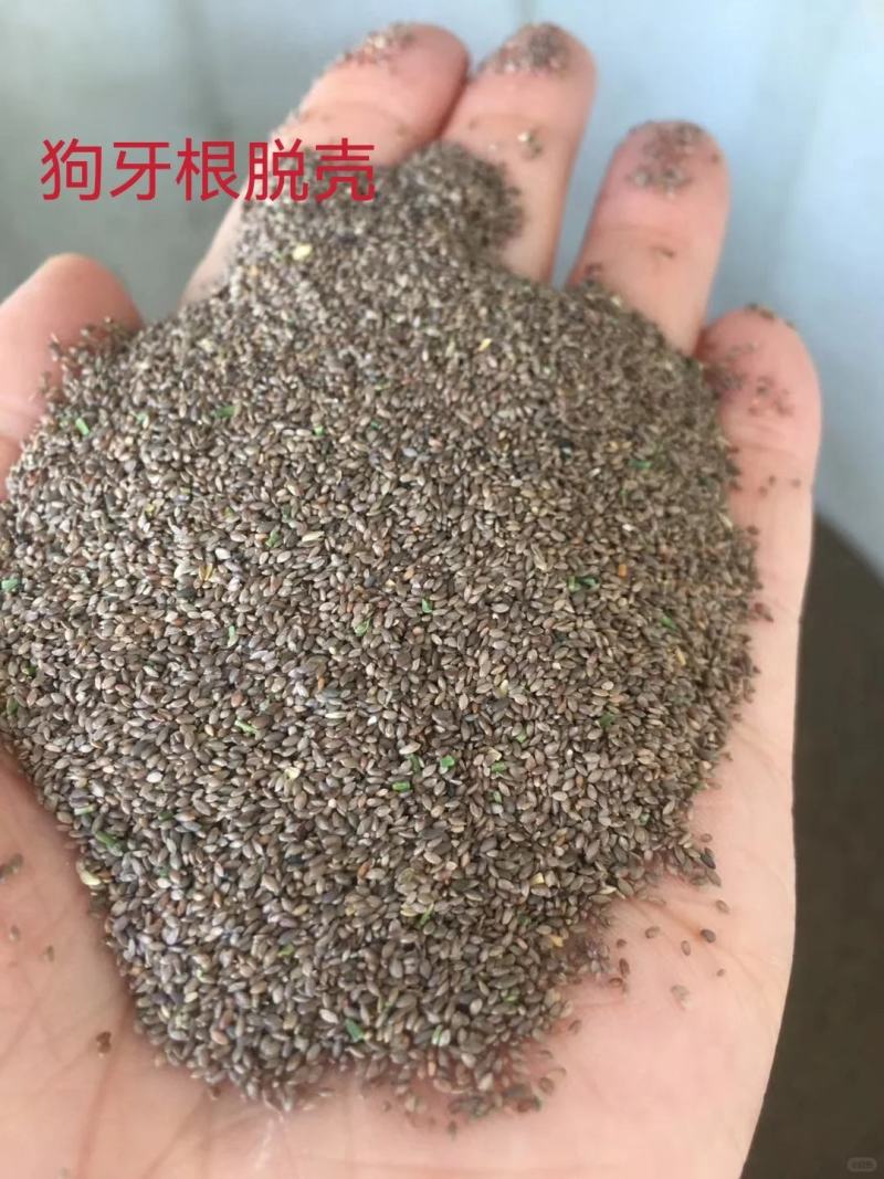 狗牙根草坪草籽护坡狗牙根耐旱耐热耐踏固土地毯草庭院绿化