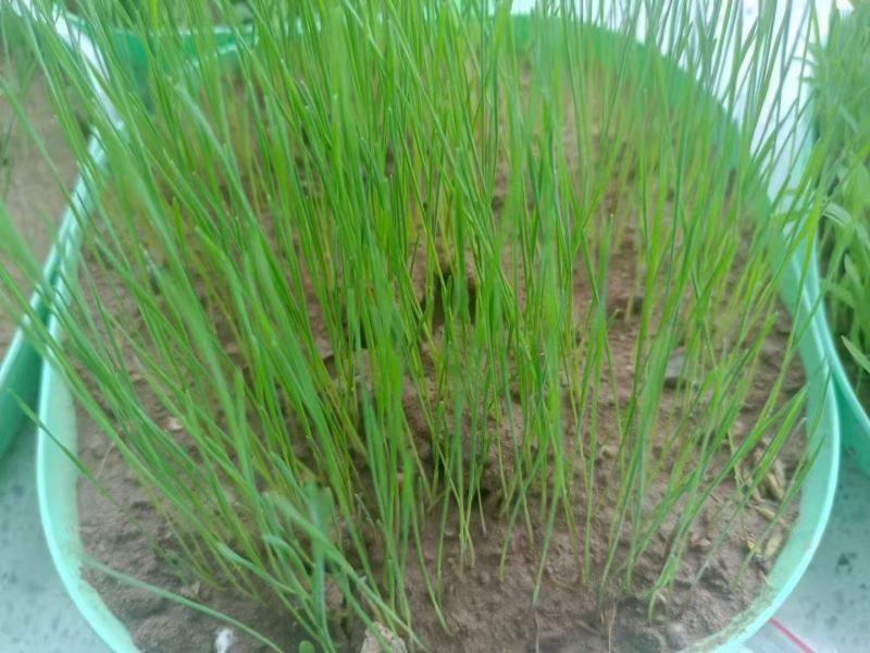 狗牙根草坪草籽护坡狗牙根耐旱耐热耐踏固土地毯草庭院绿化
