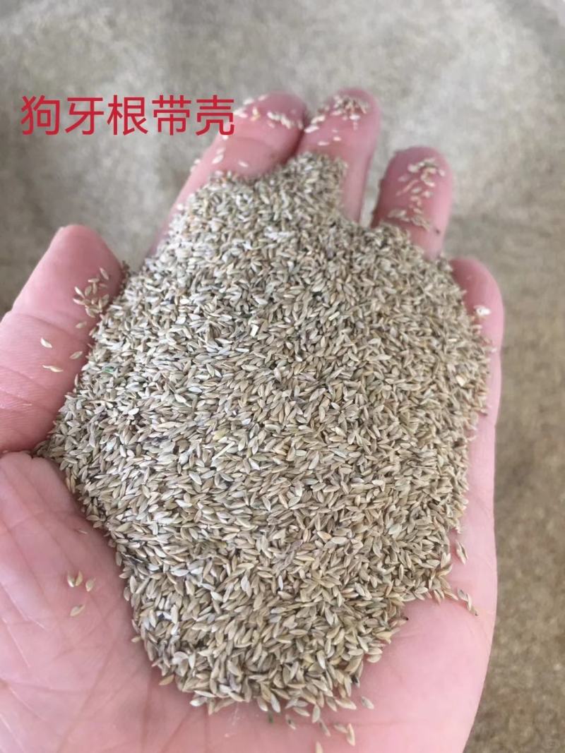 狗牙根草坪草籽护坡狗牙根耐旱耐热耐踏固土地毯草庭院绿化