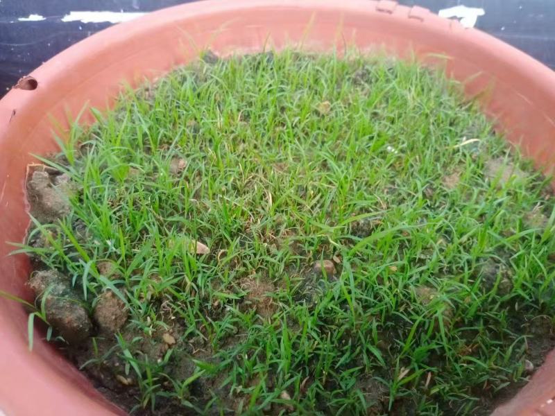 狗牙根草坪草籽护坡狗牙根耐旱耐热耐踏固土地毯草庭院绿化