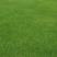 狗牙根草坪草籽护坡狗牙根耐旱耐热耐踏固土地毯草庭院绿化