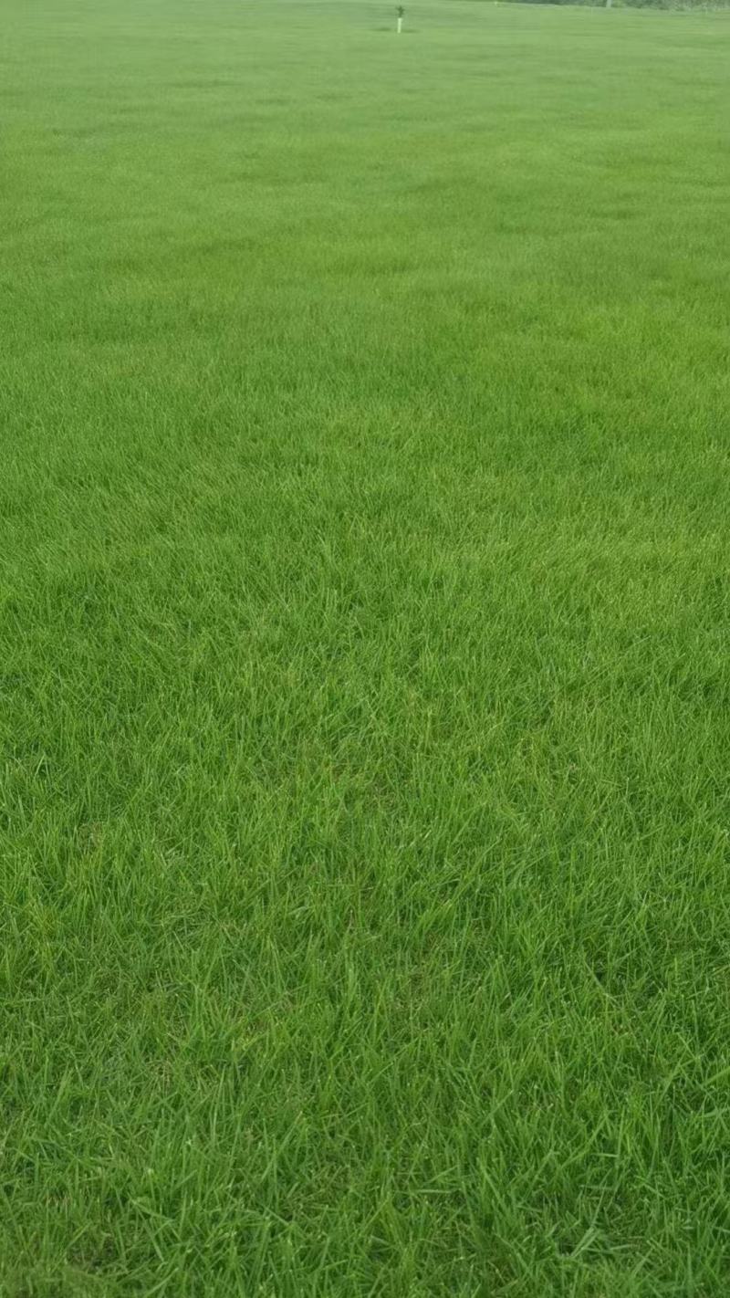 狗牙根草坪草籽护坡狗牙根耐旱耐热耐踏固土地毯草庭院绿化