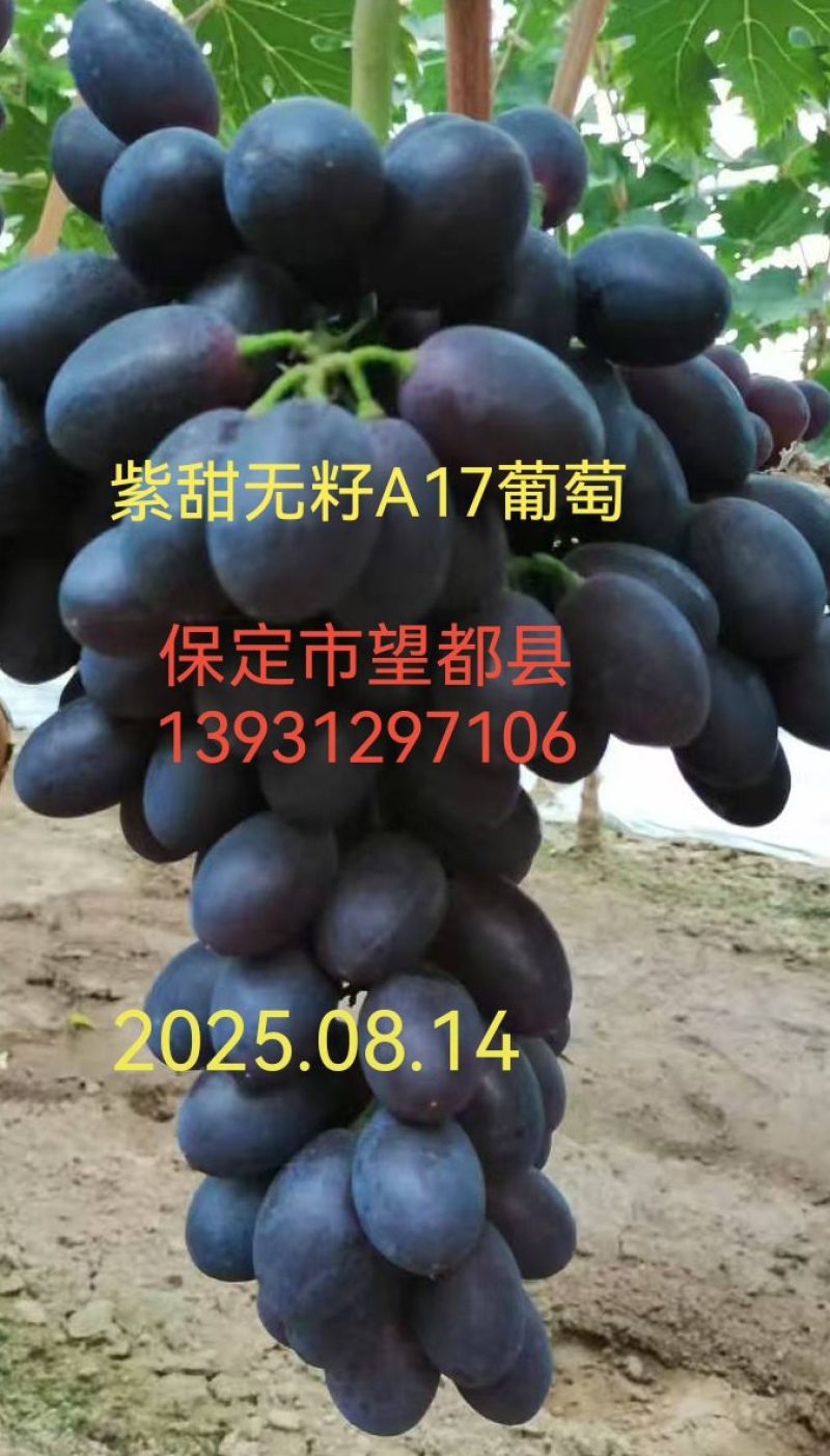 A17紫甜无核葡萄