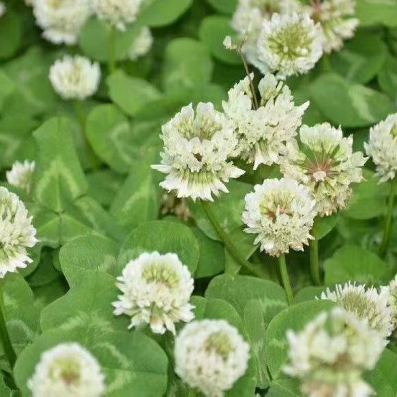 三叶草草籽种子绿化易活多年生草坪牧草果园绿肥四季青白三叶