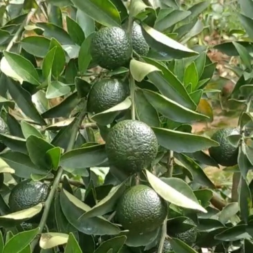 小青柑