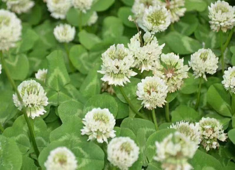 三叶草草籽种子绿化易活多年生草坪牧草果园绿肥四季青白三叶