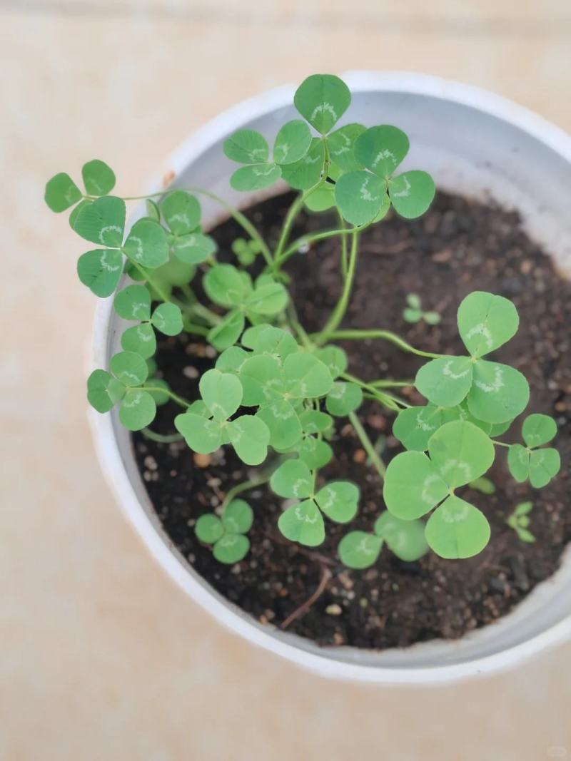 三叶草草籽种子绿化易活多年生草坪牧草果园绿肥四季青白三叶