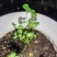 三叶草草籽种子绿化易活多年生草坪牧草果园绿肥四季青白三叶