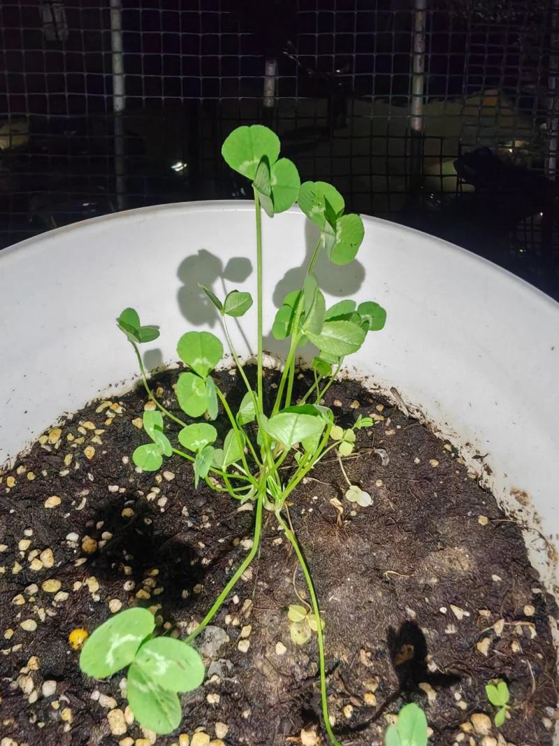 三叶草草籽种子绿化易活多年生草坪牧草果园绿肥四季青白三叶