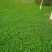 三叶草草籽种子绿化易活多年生草坪牧草果园绿肥四季青白三叶