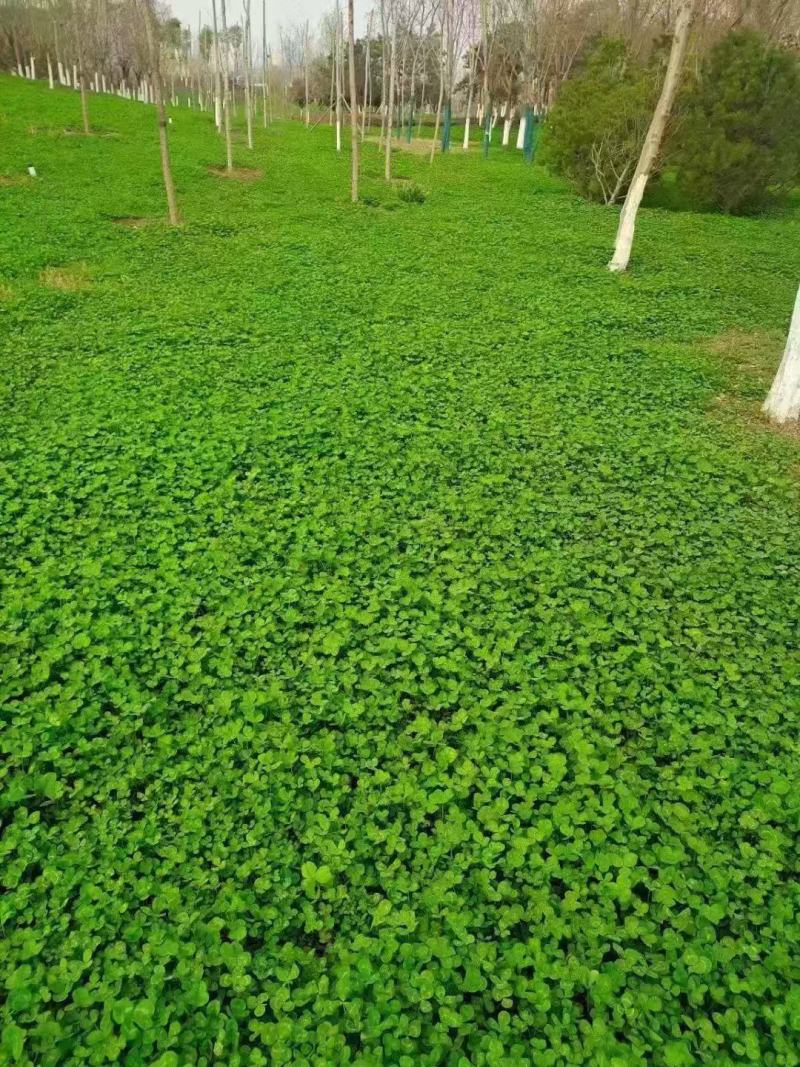 三叶草草籽种子绿化易活多年生草坪牧草果园绿肥四季青白三叶
