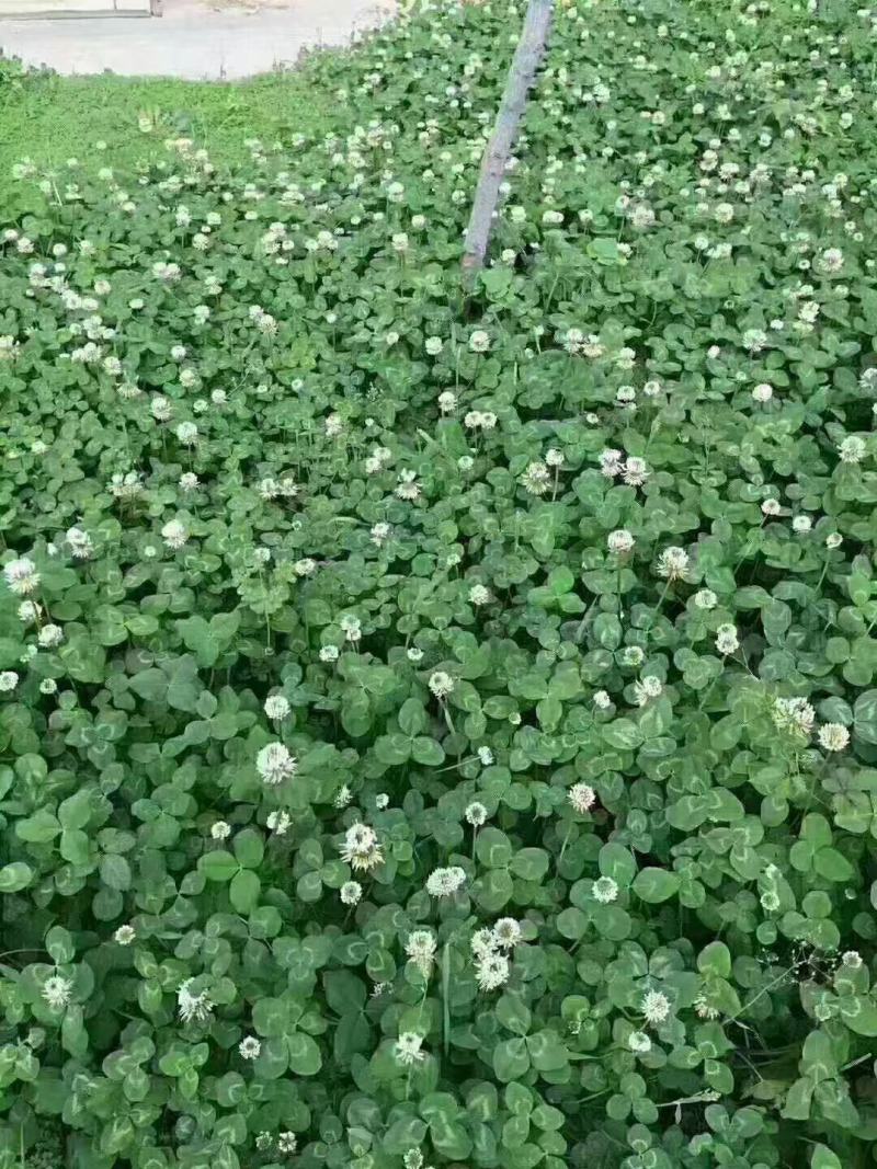 三叶草草籽种子绿化易活多年生草坪牧草果园绿肥四季青白三叶