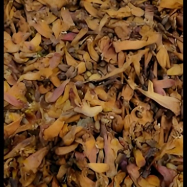 凌霄花干