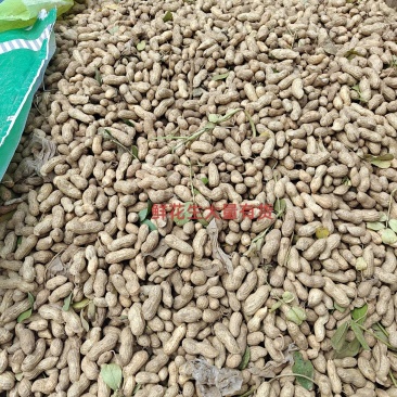 本地鲜食花生大量上市，刚1，鲁花，海花，冀花大量有货