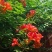 凌霄花干