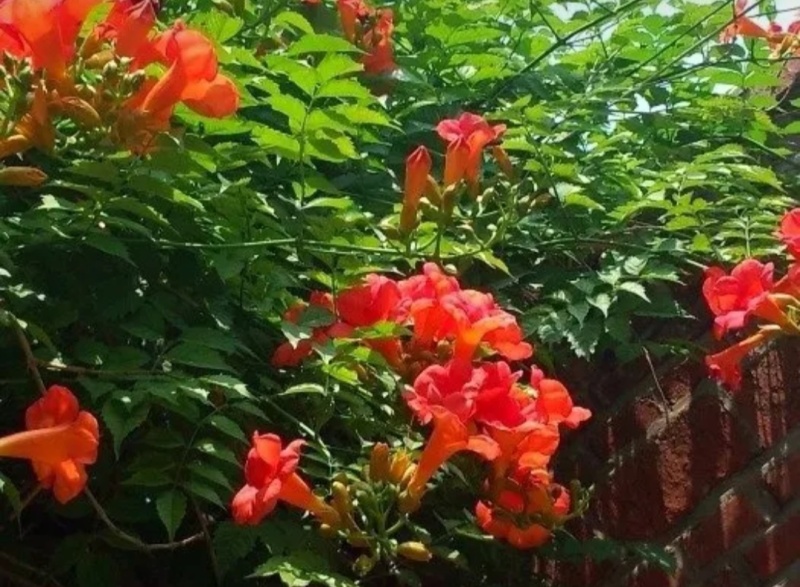 凌霄花干