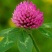 幸运草红三叶四季青多年生牧草种子绿化草籽三叶草耐寒