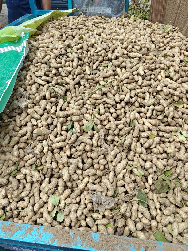 本地鲜食花生大量上市，刚1，鲁花，海花，冀花大量有货