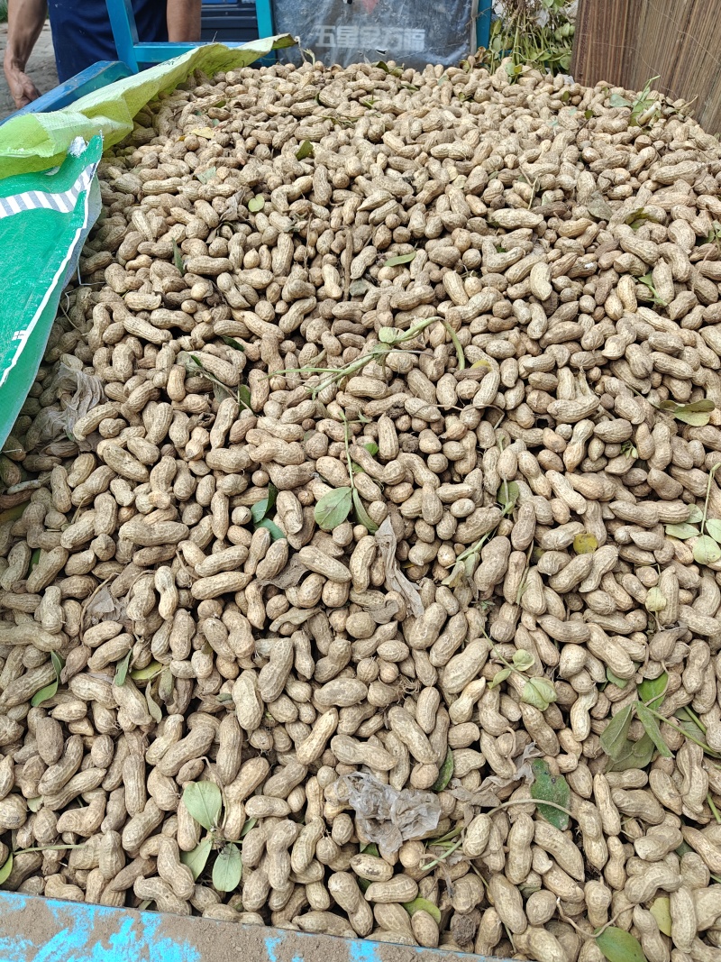 本地鲜食花生大量上市，刚1，鲁花，海花，冀花大量有货