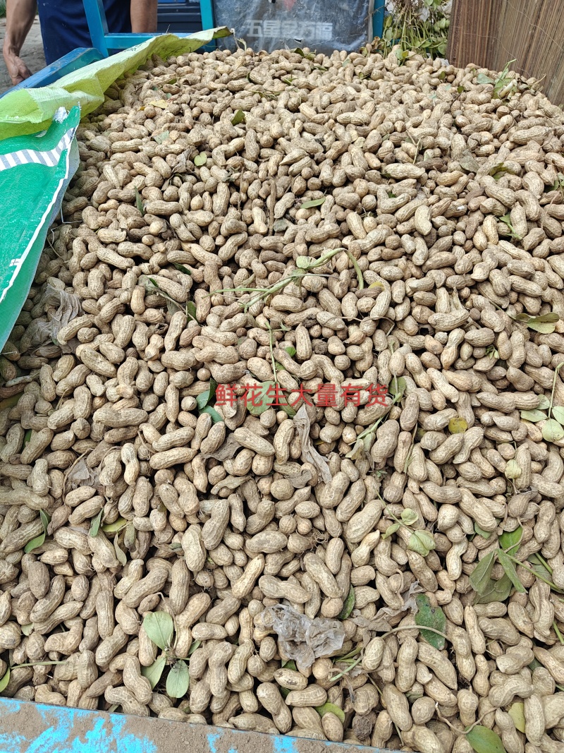 本地鲜食花生大量上市，刚1，鲁花，海花，冀花大量有货